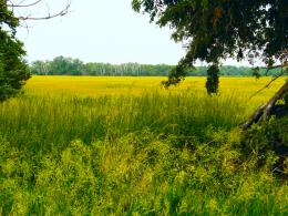 lowland meadows